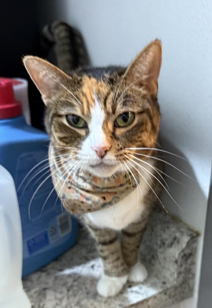 Enlarge Poppie, a Adopted mixed breed in New Cumberland, WV image 1/1