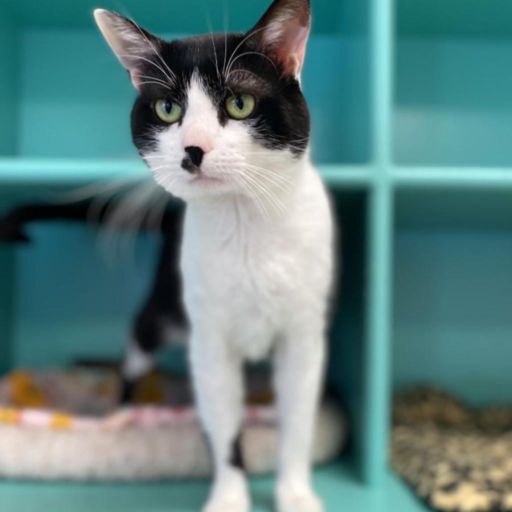 Checkers — thumbnail 2