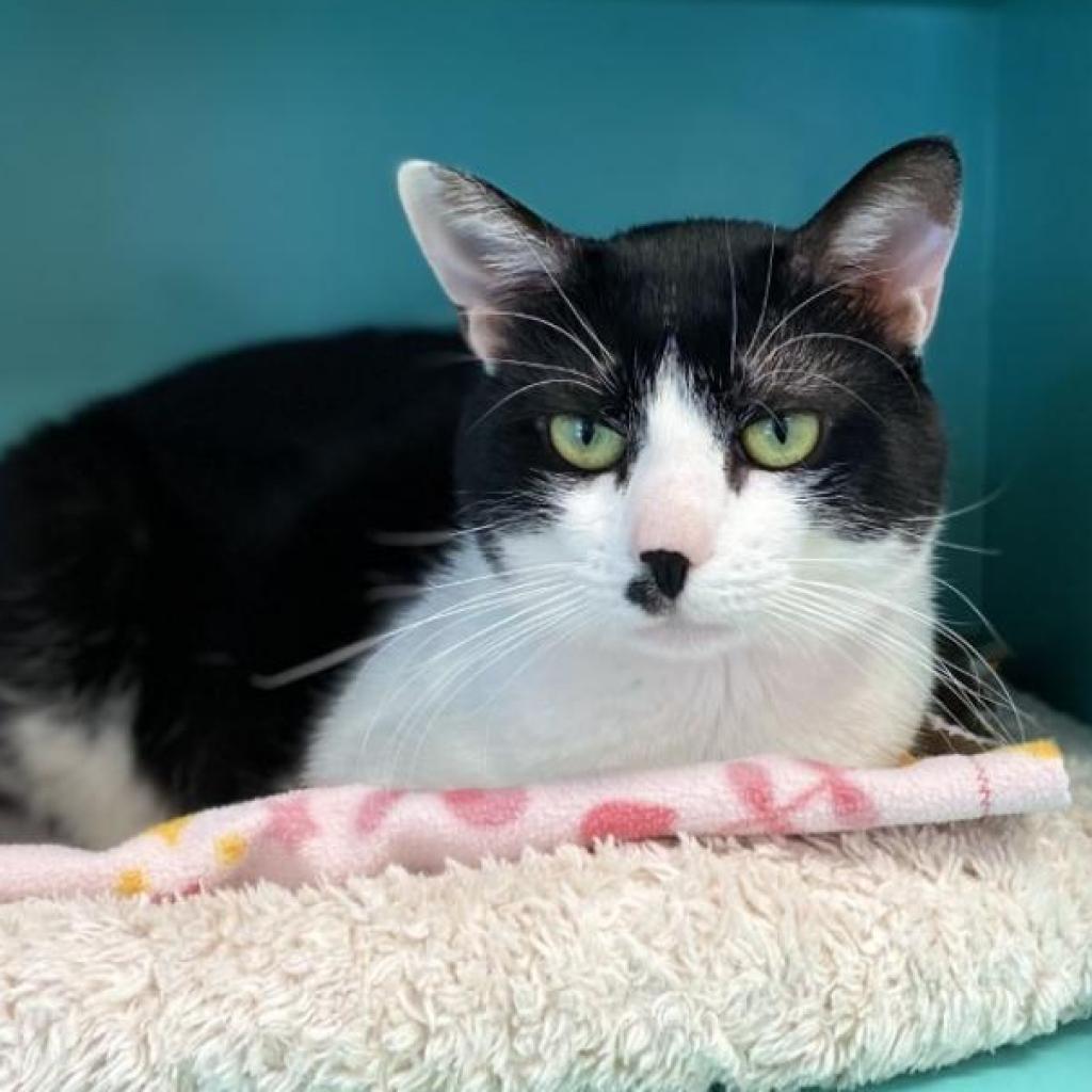 Checkers — thumbnail 3