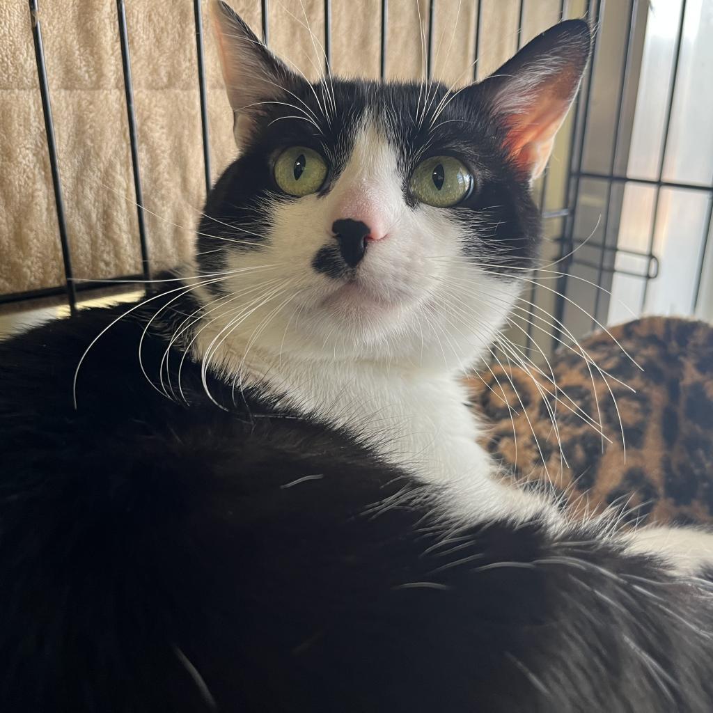 Checkers — thumbnail 5