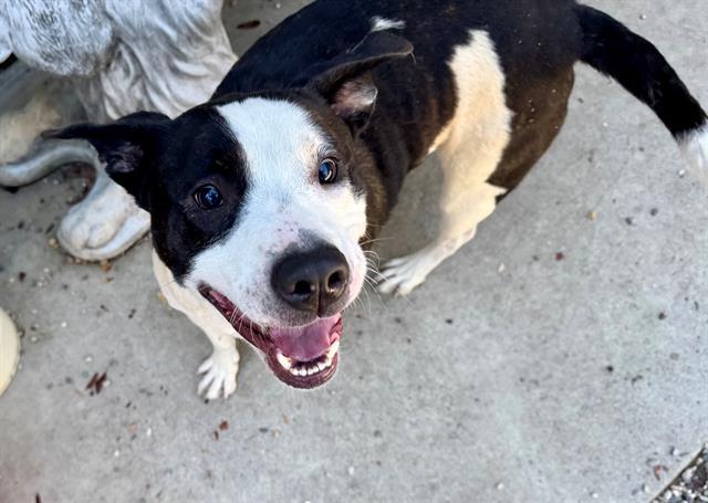 Enlarge Marlow A436124, a Adoptable Pit Bull Terrier in Petaluma, CA image 1/1