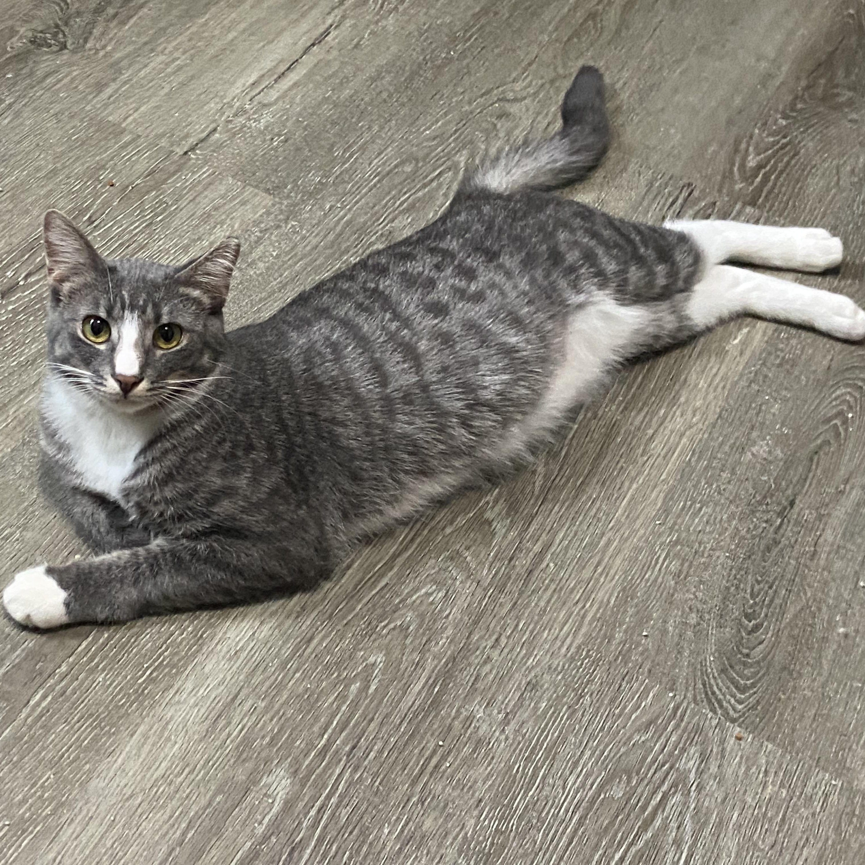 Otis, an adoptable Domestic Short Hair in Saint Francis, MN, 55070 | Photo Image 4