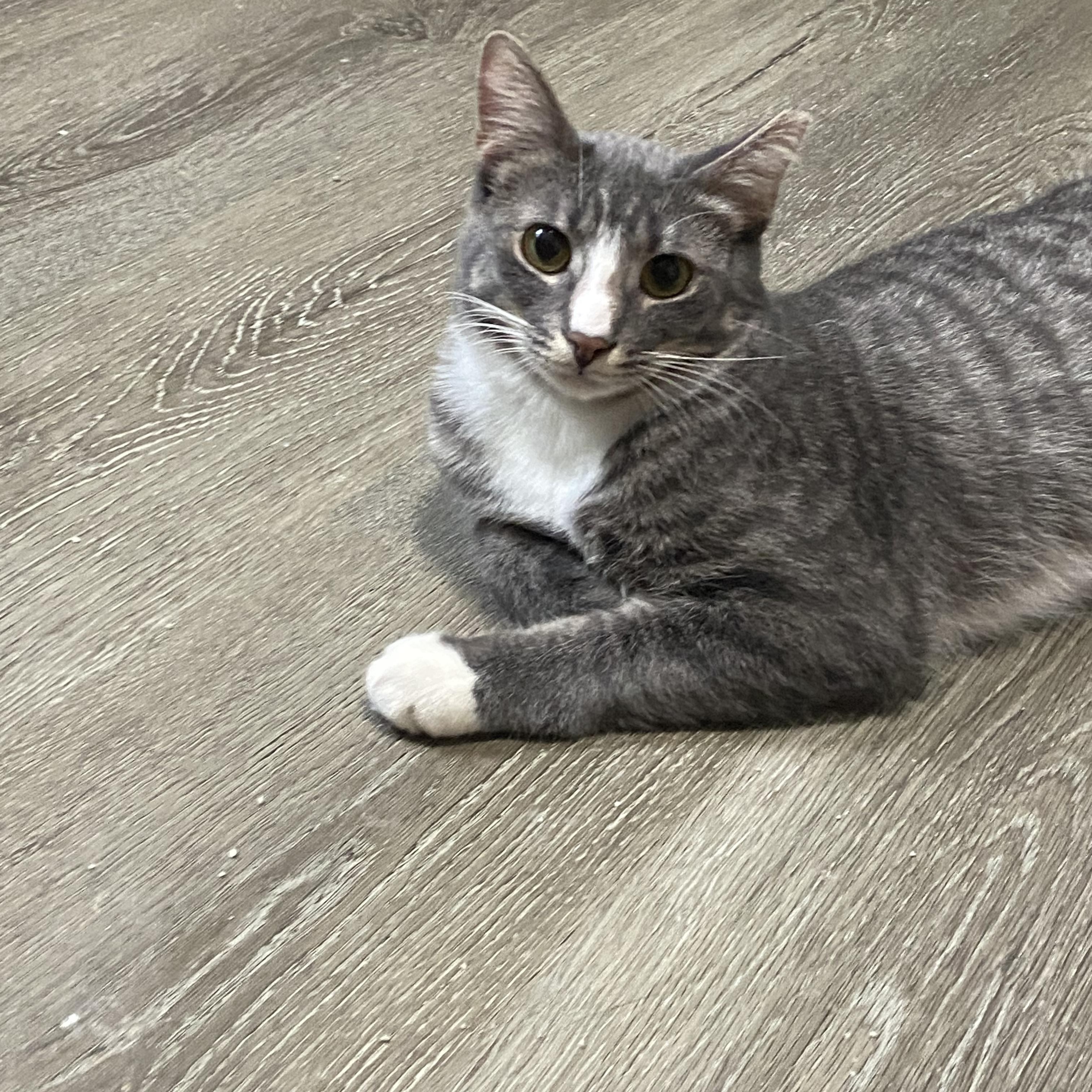 Otis, an adoptable Domestic Short Hair in Saint Francis, MN, 55070 | Photo Image 1