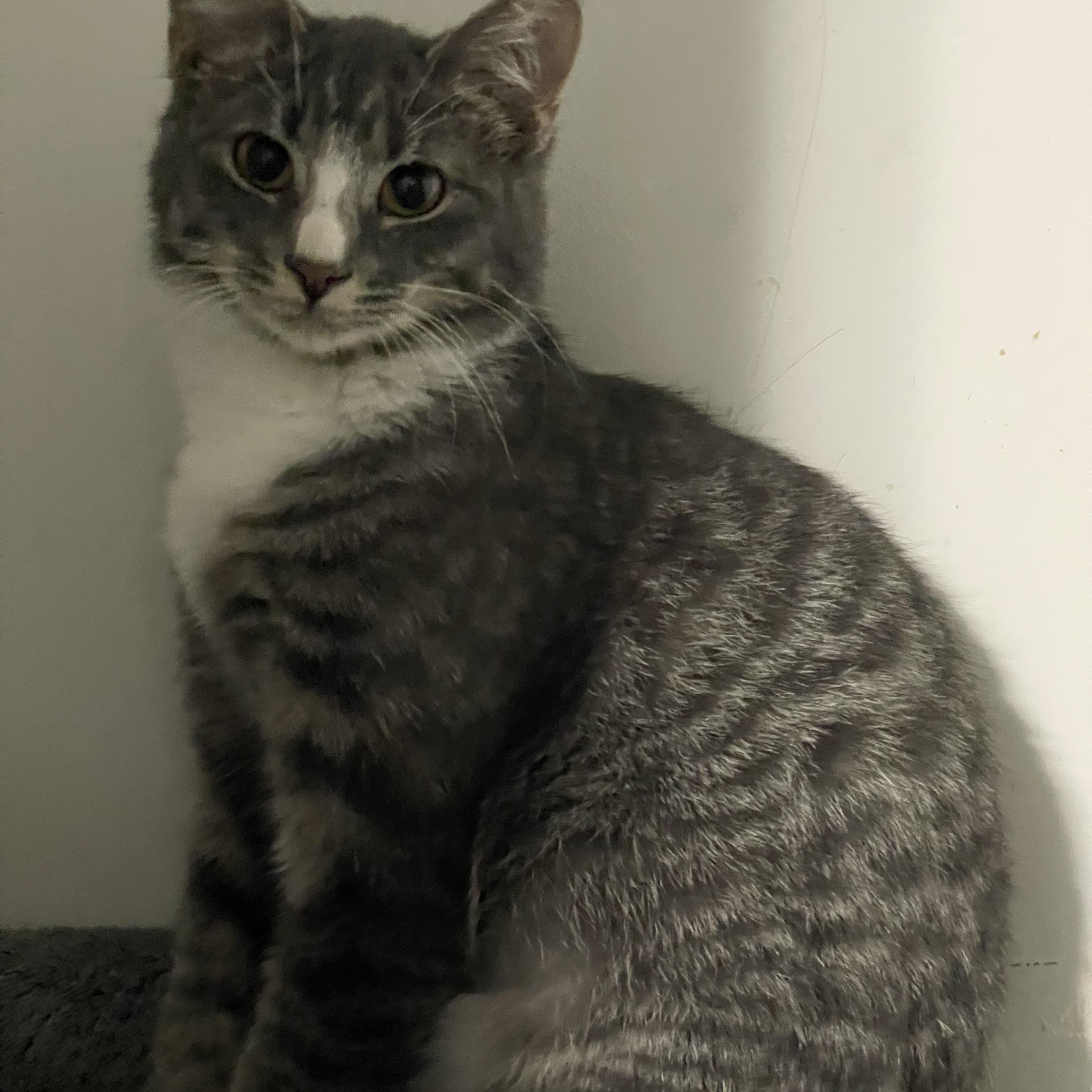 Otis, an adoptable Domestic Short Hair in Saint Francis, MN, 55070 | Photo Image 2