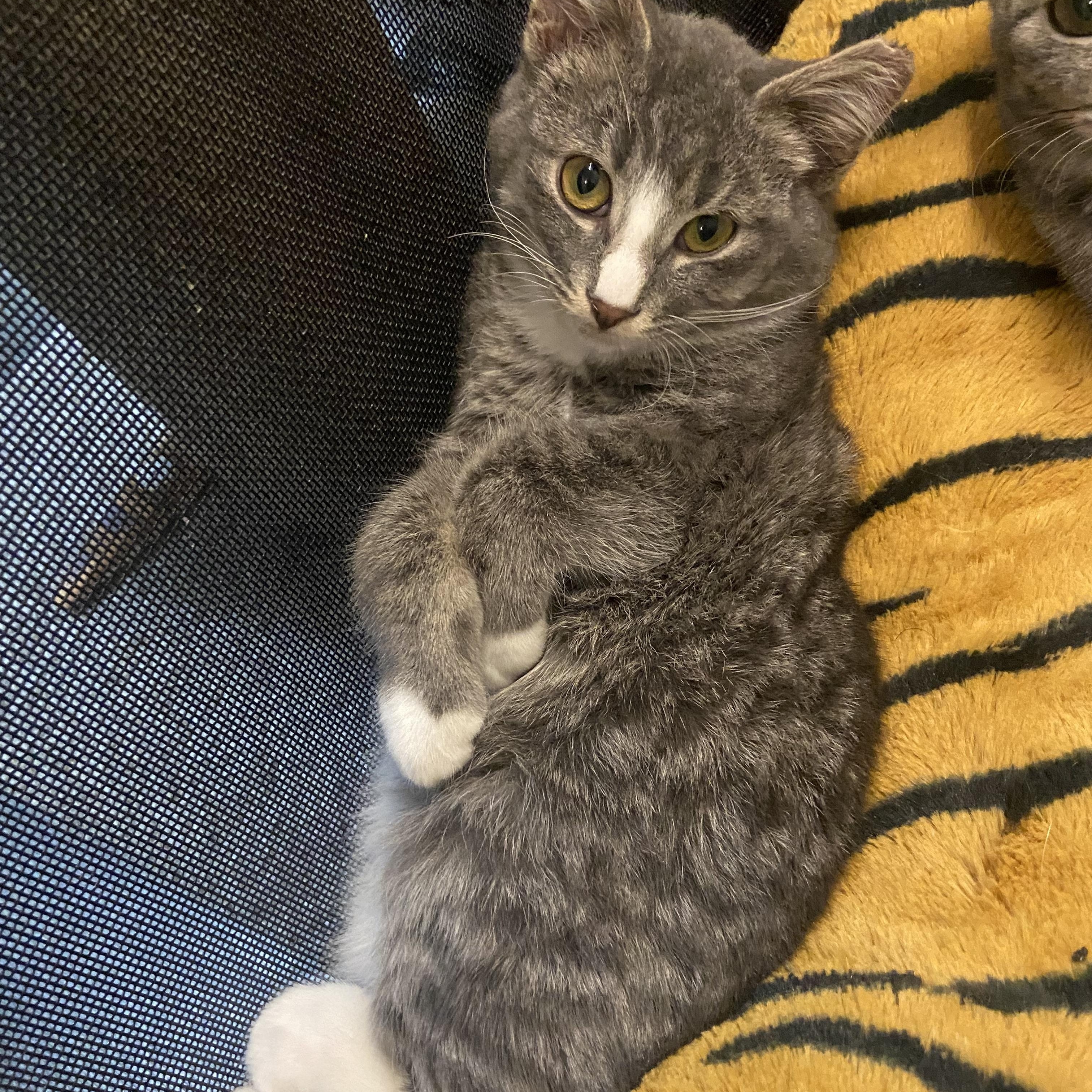 Otis, an adoptable Domestic Short Hair in Saint Francis, MN, 55070 | Photo Image 3