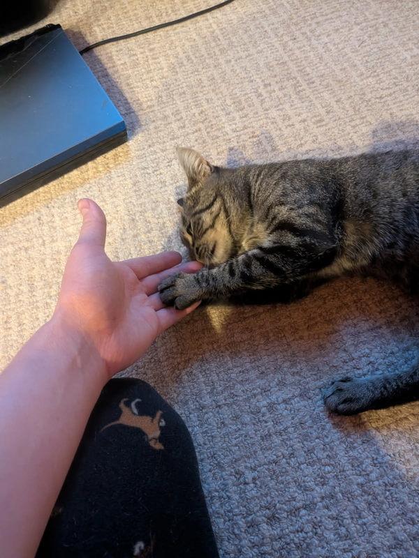 Enlarge Tuli - In Foster, a Adoptable mixed breed in Silverdale, WA image 1/6