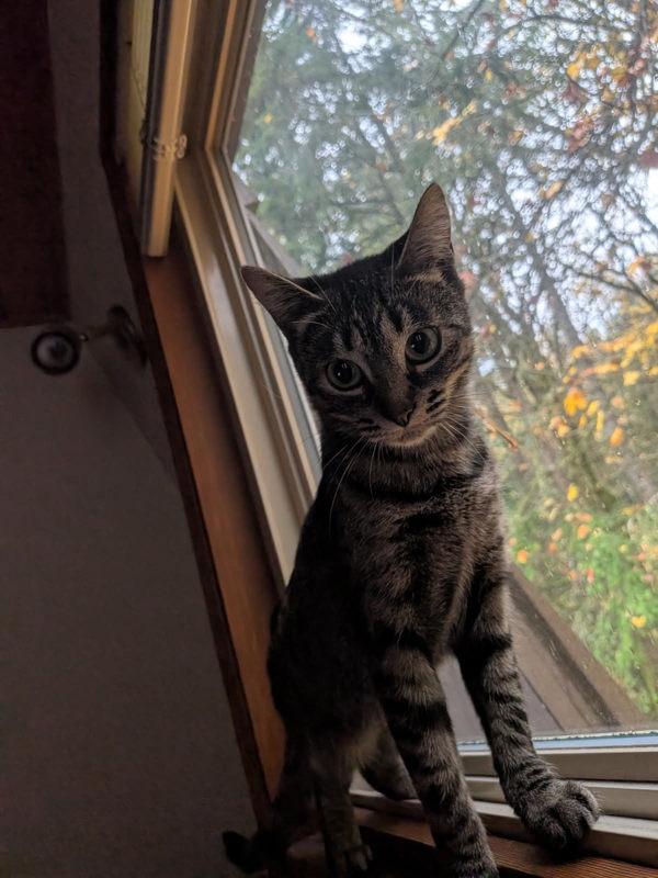 Enlarge Tuli - In Foster, a Adoptable mixed breed in Silverdale, WA image 2/6