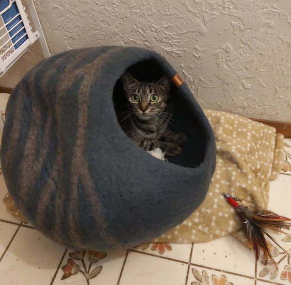 Enlarge Tuli - In Foster, a Adoptable mixed breed in Silverdale, WA image 3/6