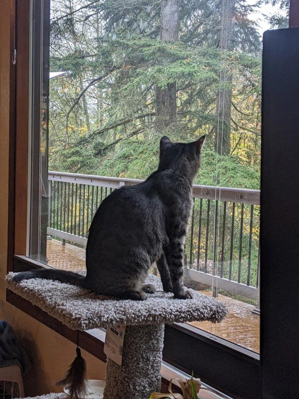 Enlarge Tuli - In Foster, a Adoptable mixed breed in Silverdale, WA image 4/6