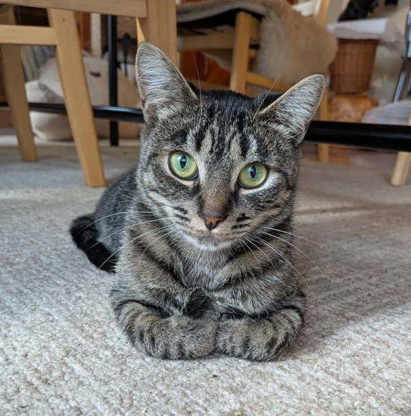 Enlarge Tuli - In Foster, a Adoptable mixed breed in Silverdale, WA image 6/6