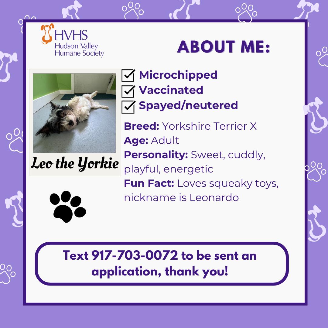 Enlarge LEO the YORKIE, an adopted mixed breed in Pomona, NY image 2/2