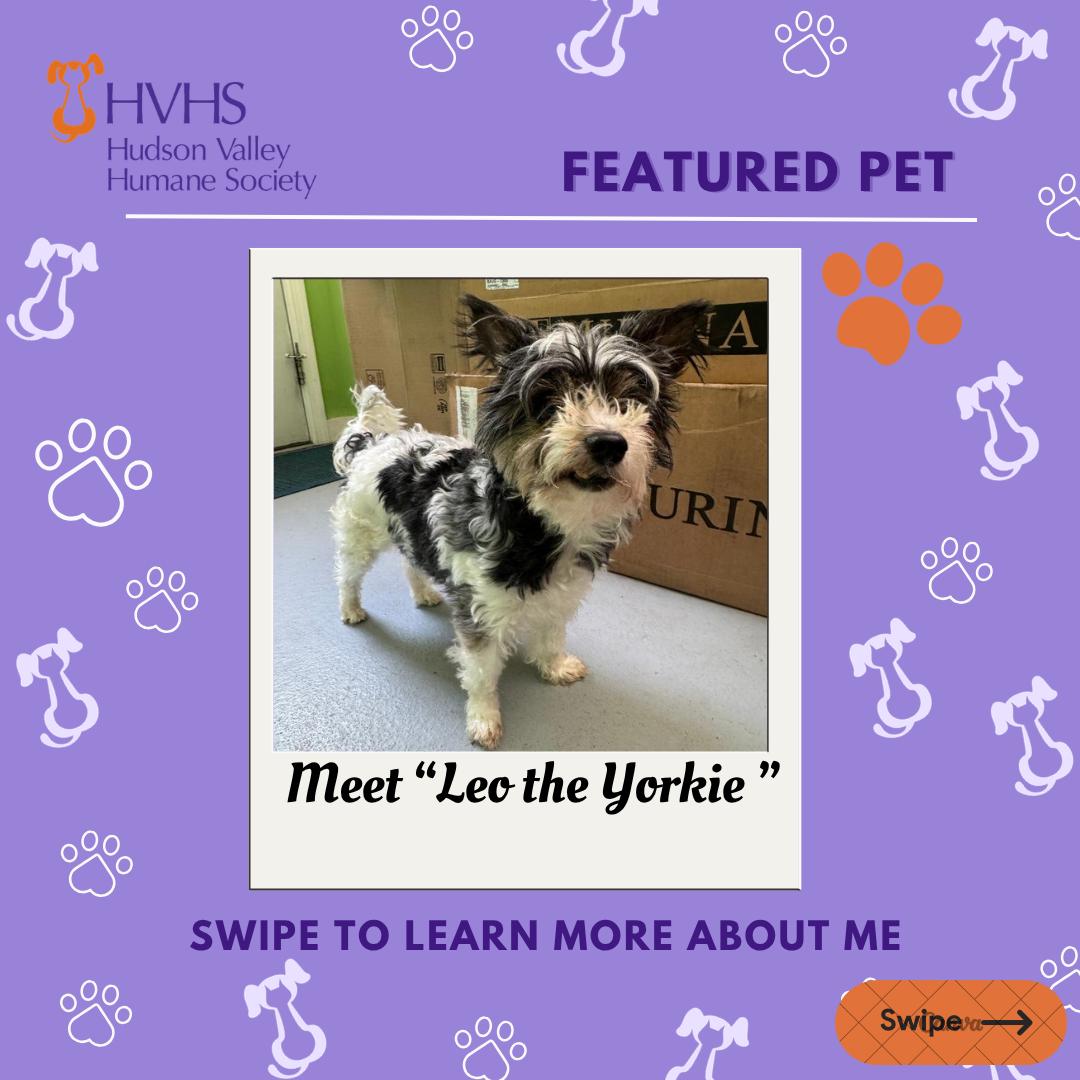 LEO the YORKIE, adopted, Adult Male Yorkshire Terrier.