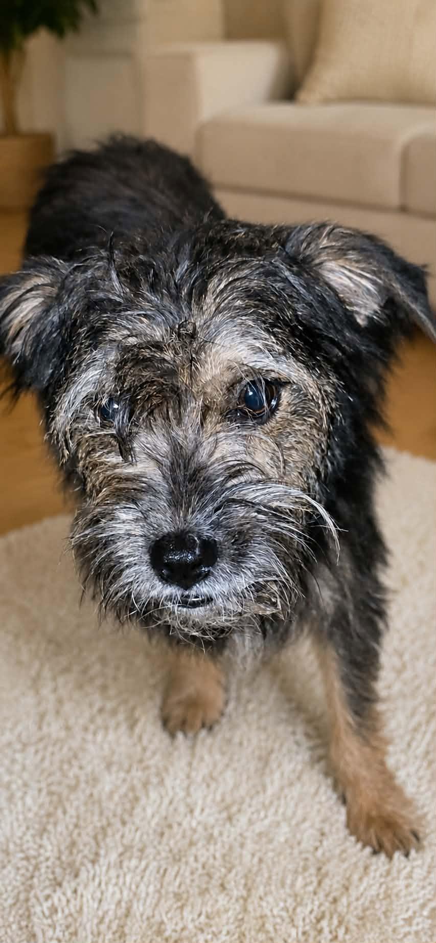 Ruby, Adoptable, Adult Female Poodle & Shih Tzu.