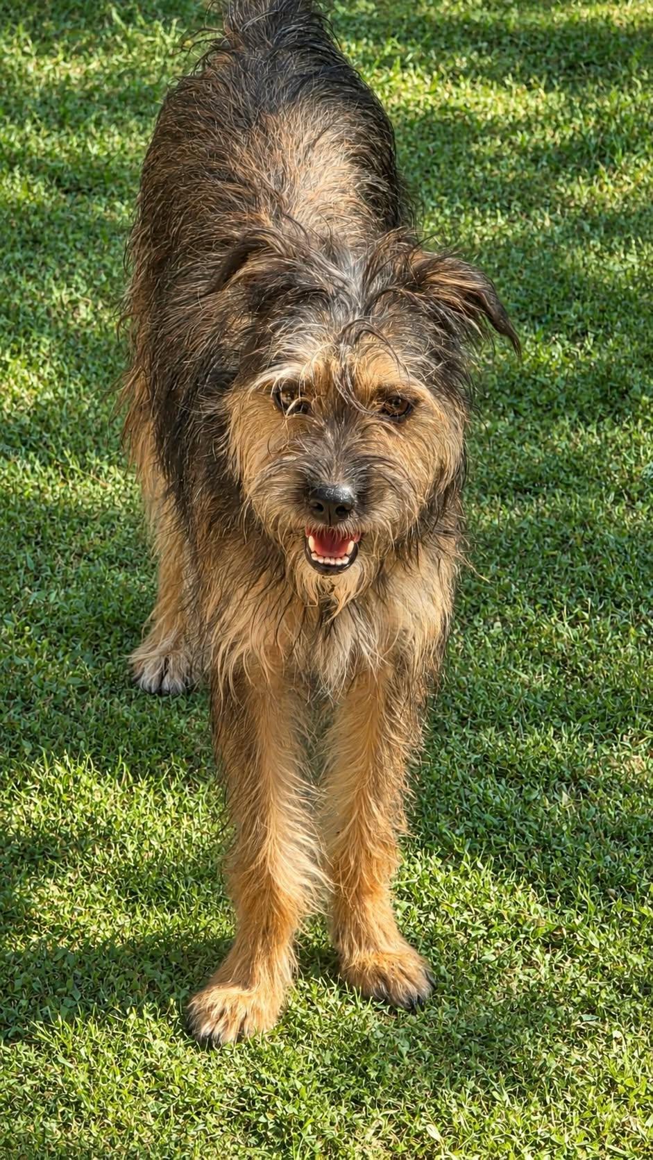 Enlarge Ruby, a Adoptable mixed breed in church point, LA image 4/4