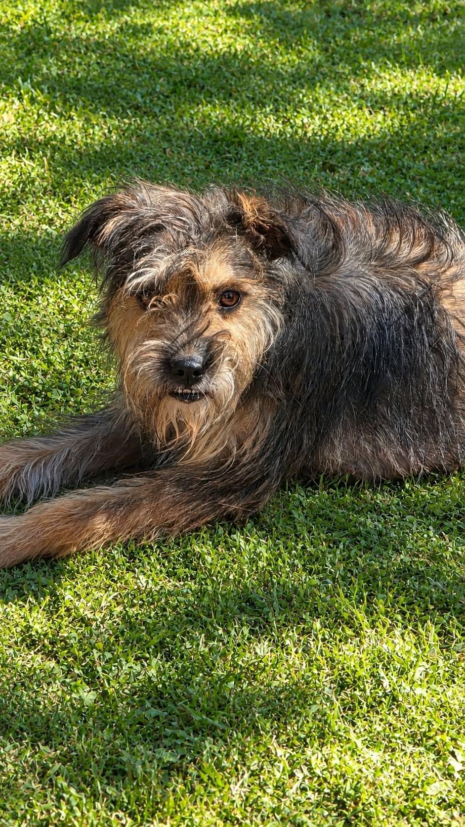 Enlarge Ruby, a Adoptable mixed breed in church point, LA image 3/4