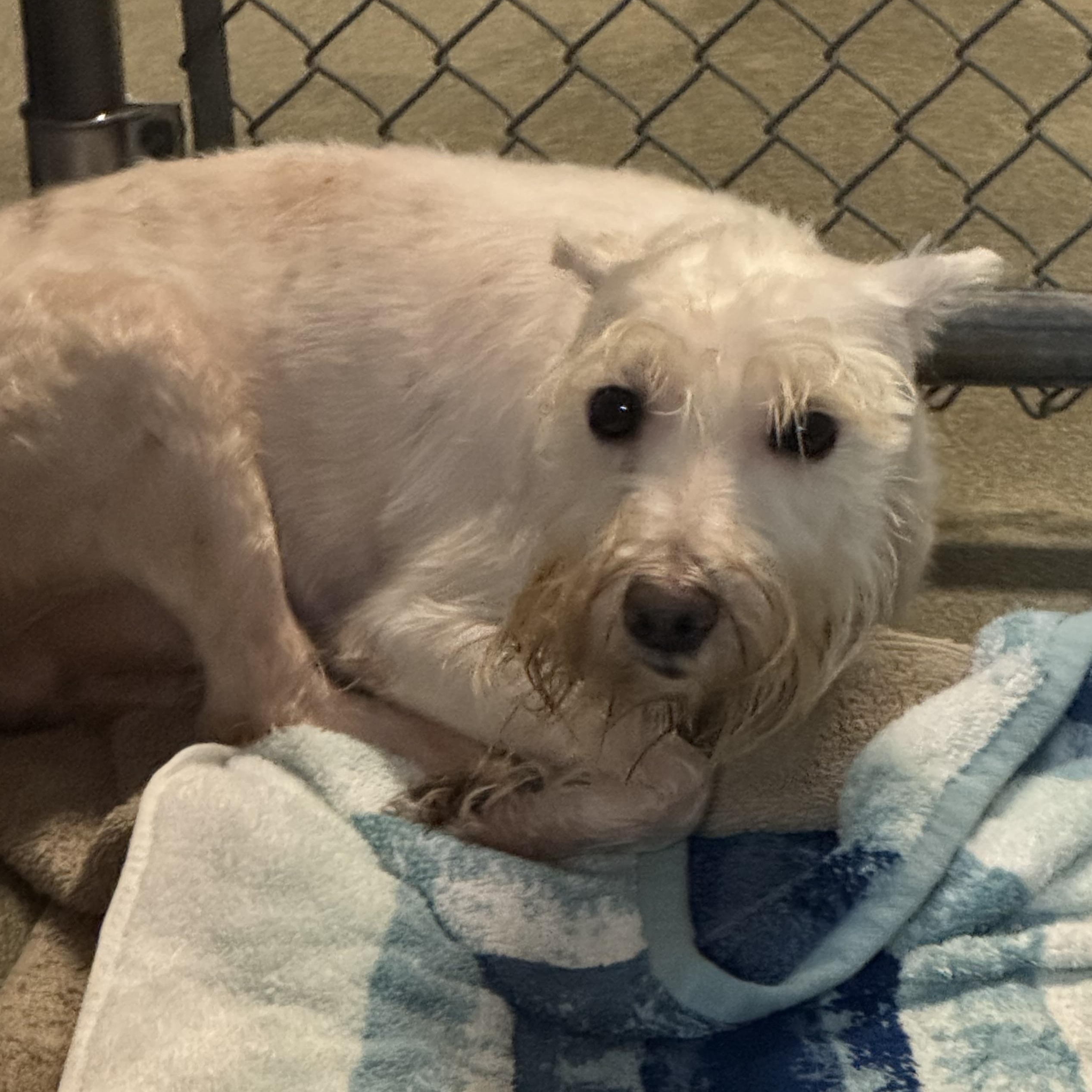 Enlarge Tramp 4160, a ADOPTABLE mixed breed in Boca Raton, FL image 1/1