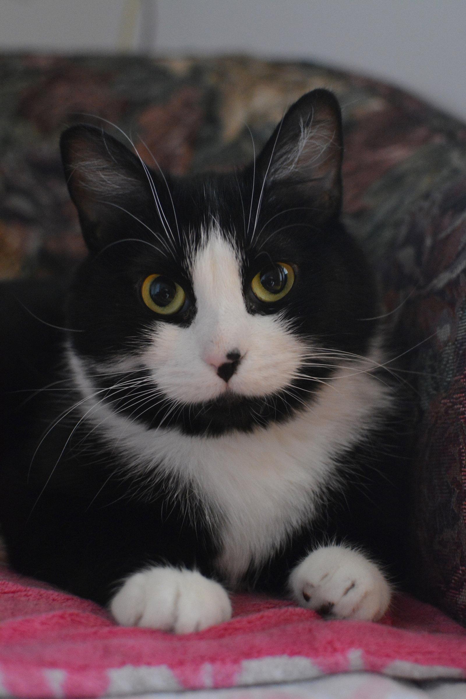 Hina, Adoptable, Young Female Domestic Short Hair.