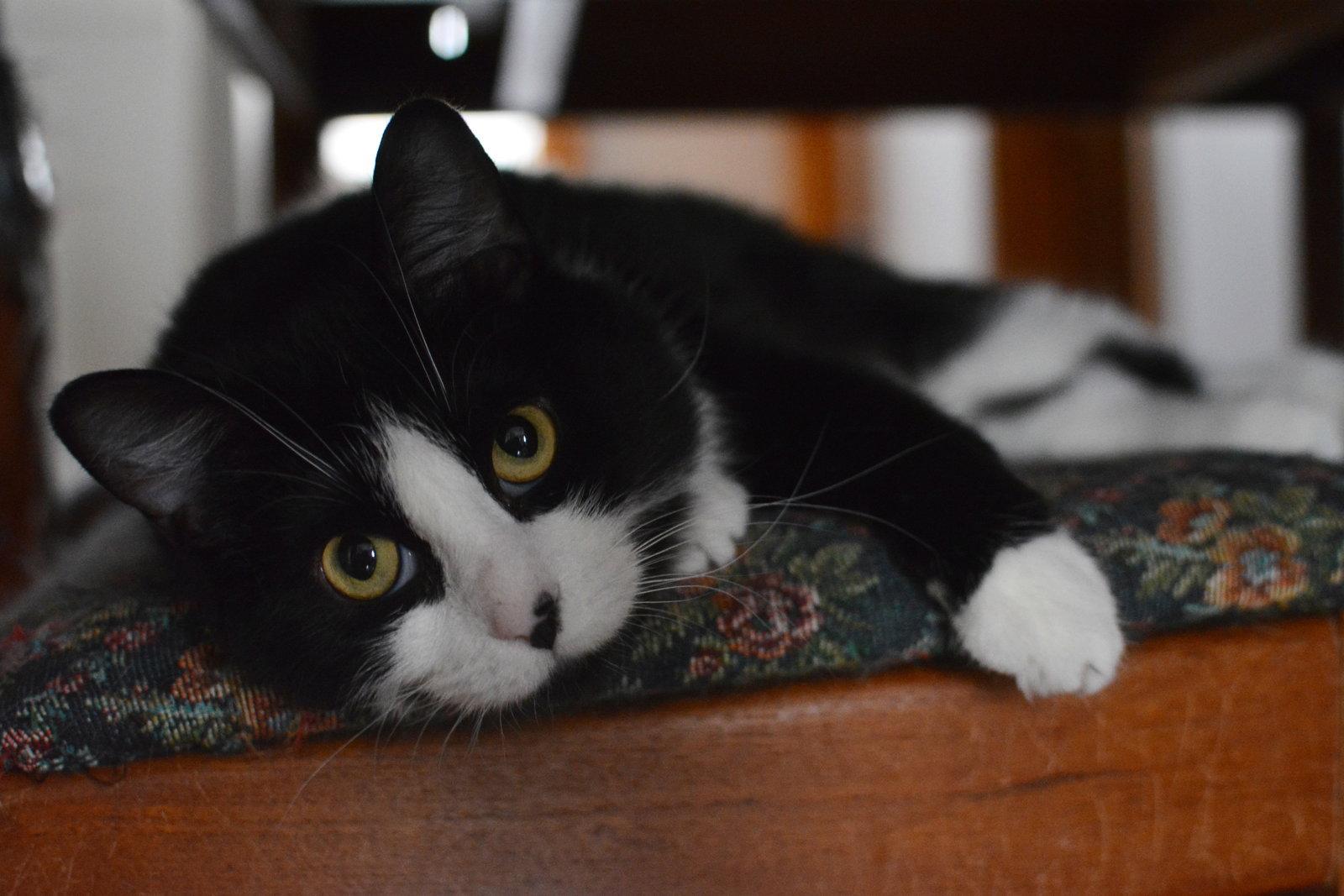 Hina, a Adoptable Domestic Short Hair in Montreal, QC image 2/3