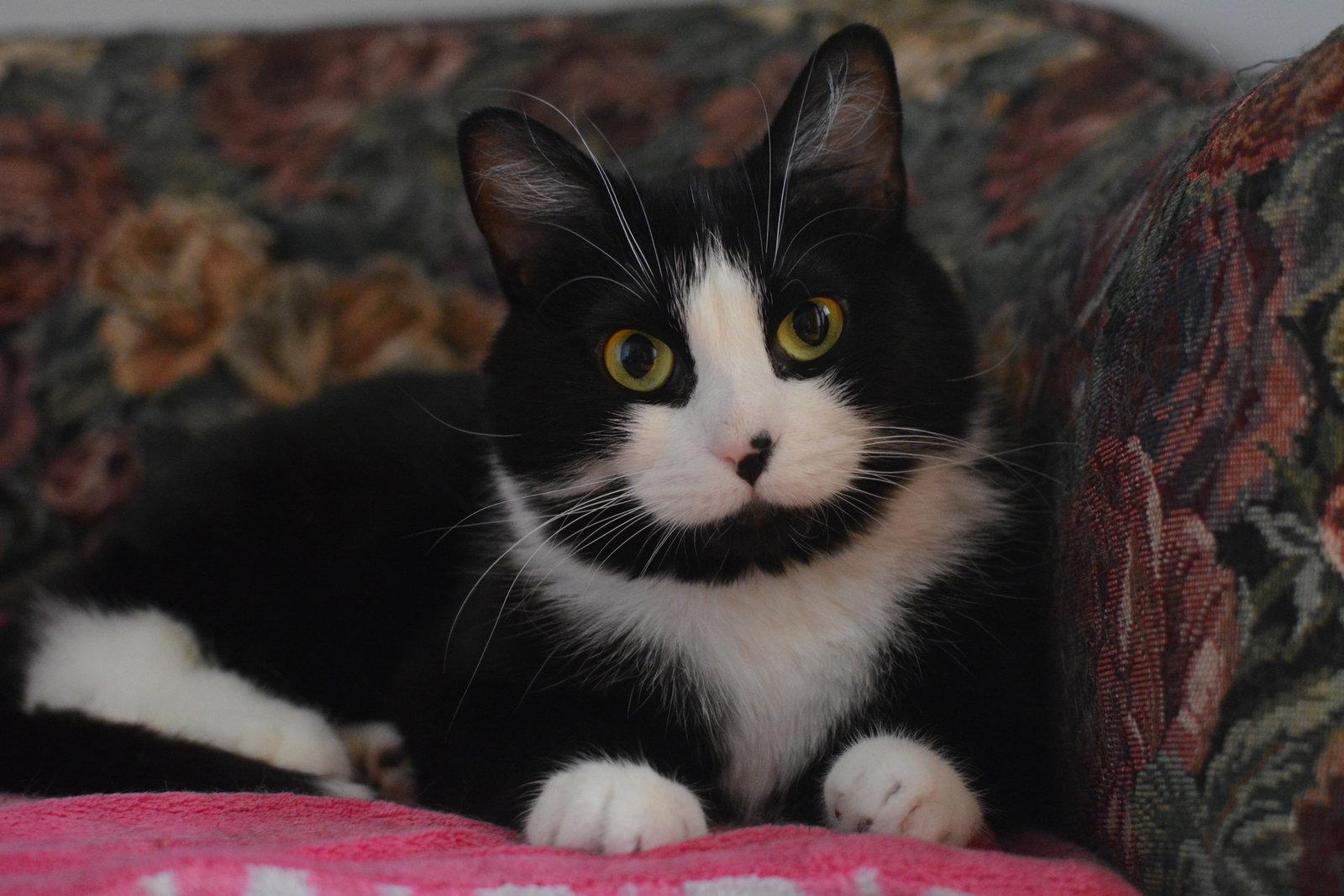 Hina, a Adoptable Domestic Short Hair in Montreal, QC image 3/3