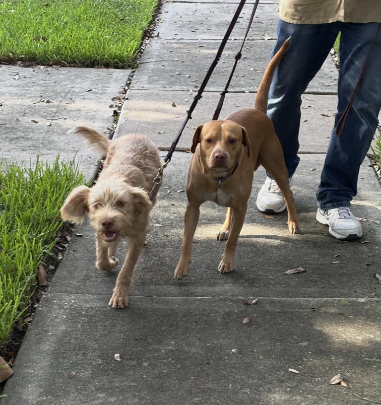Enlarge Tanner and Wilson - The Inseparable Brothers, a Adoptable mixed breed in Houston, TX image 1/6