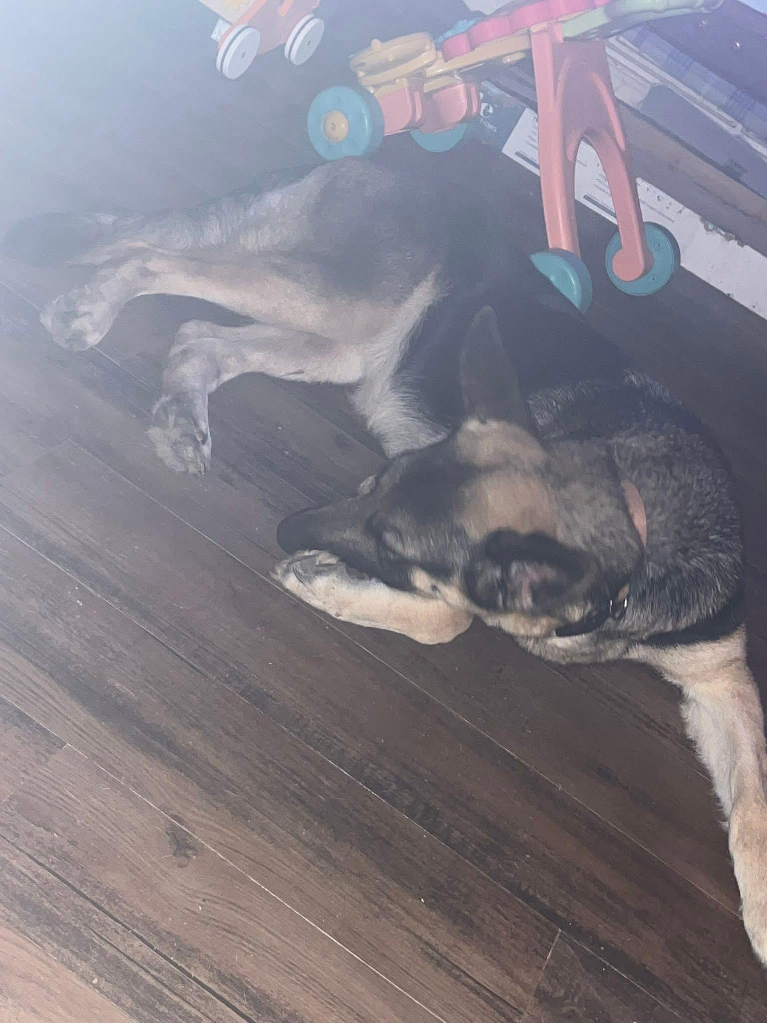 Enlarge Maya, a Adoptable German Shepherd Dog in Roswell, GA image 2/3