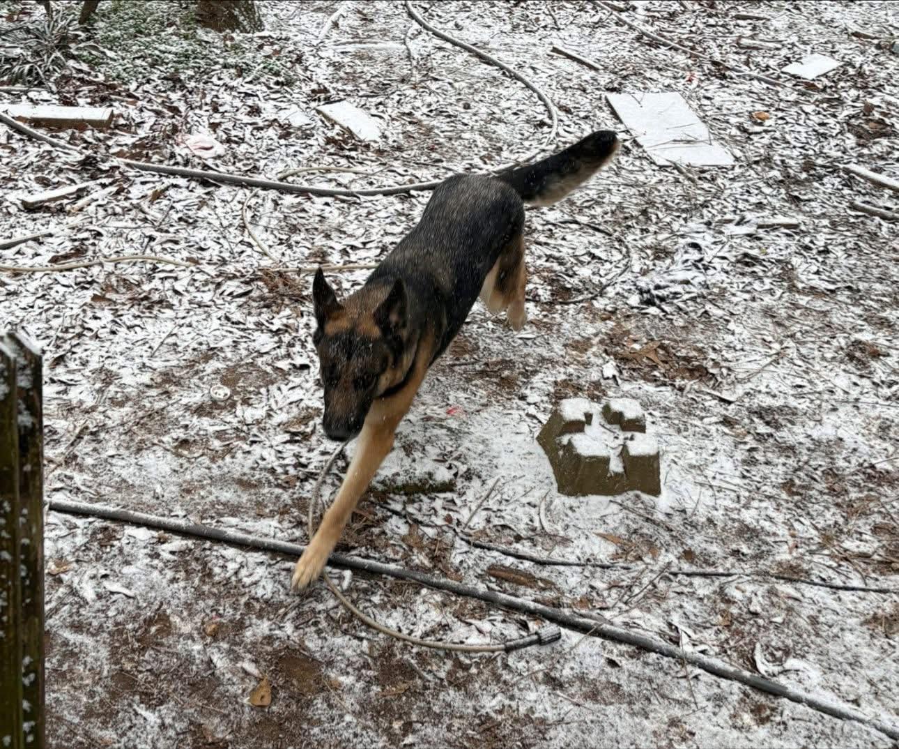 Enlarge Maya, a Adoptable German Shepherd Dog in Roswell, GA image 3/3