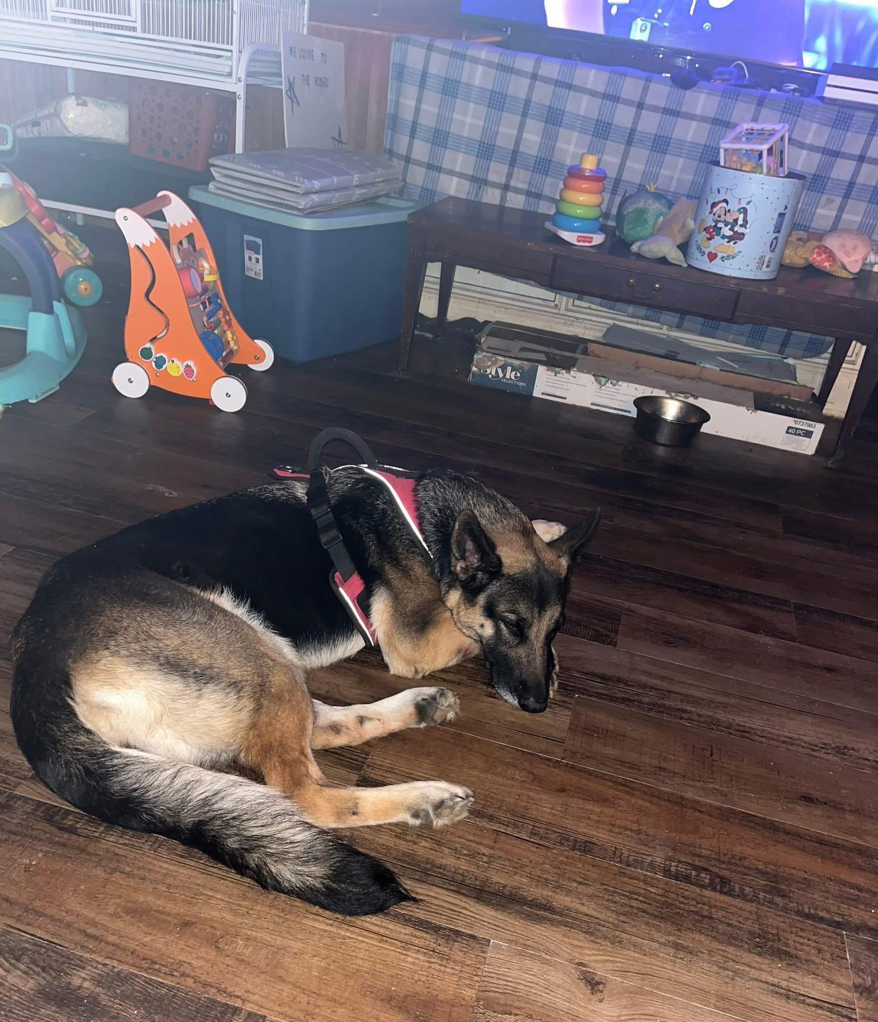 Maya, Adoptable, Adult Female German Shepherd Dog.