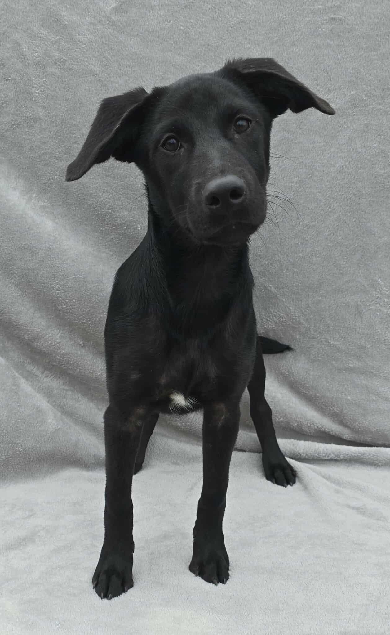 Too Fabulous  *foster needed*