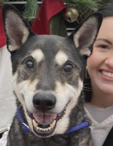 Max, ADOPTABLE, Senior Male Shepherd & Husky.