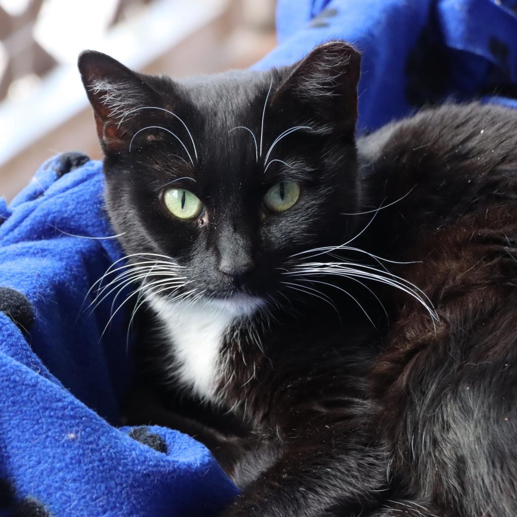 Enlarge Jordayne, a Adoptable Domestic Short Hair in Tucson, AZ image 1/5
