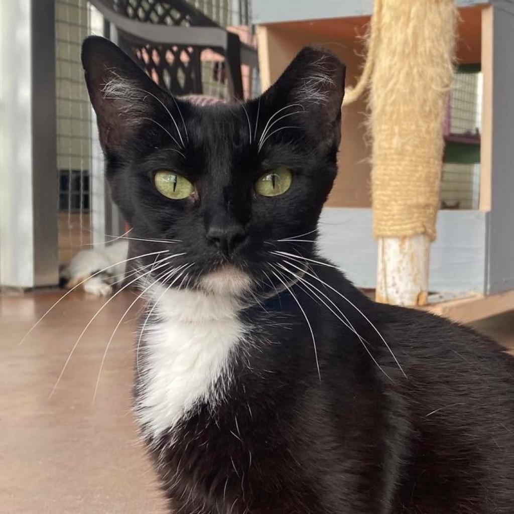 Enlarge Jordayne, a Adoptable Domestic Short Hair in Tucson, AZ image 2/5