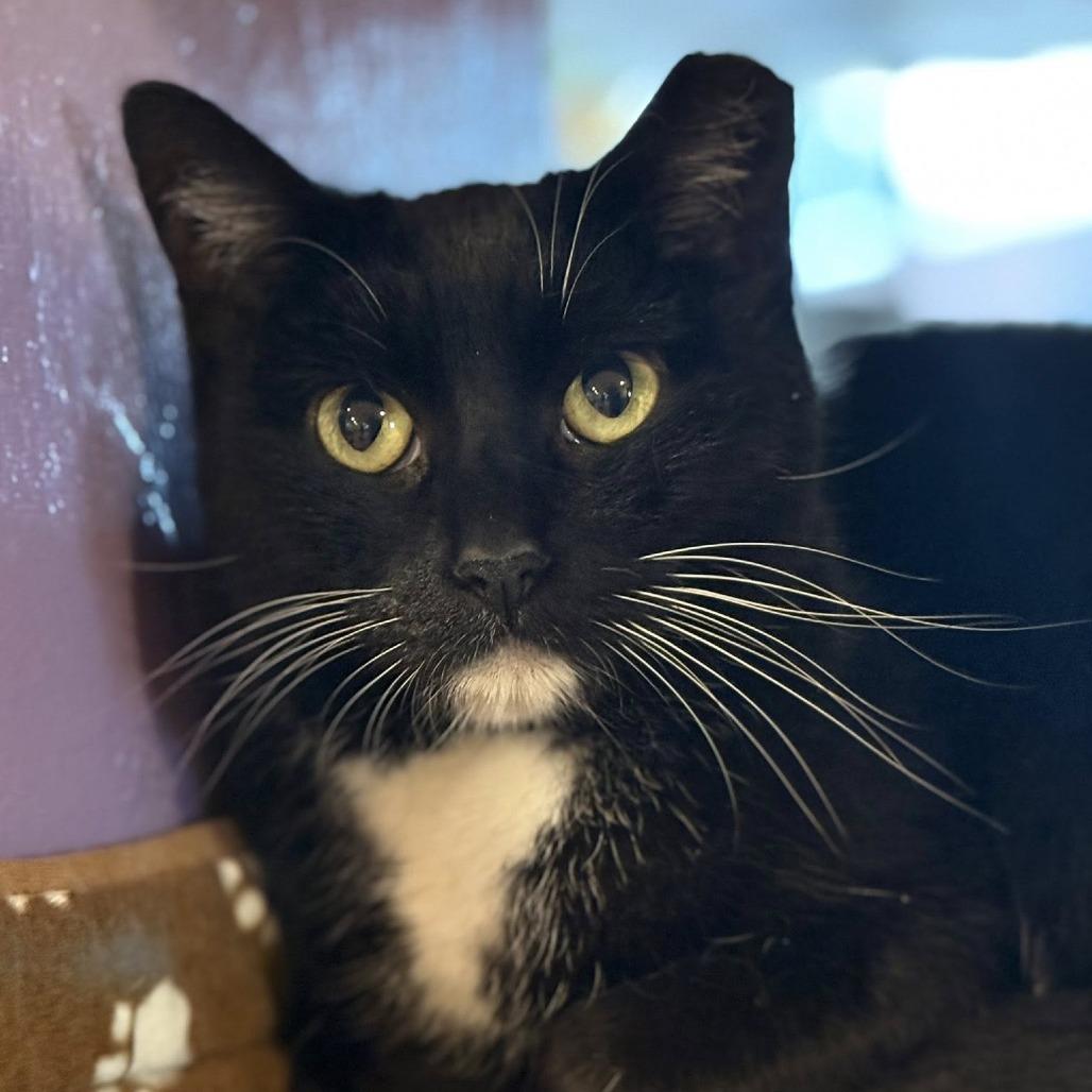 Enlarge Jordayne, a Adoptable Domestic Short Hair in Tucson, AZ image 3/5