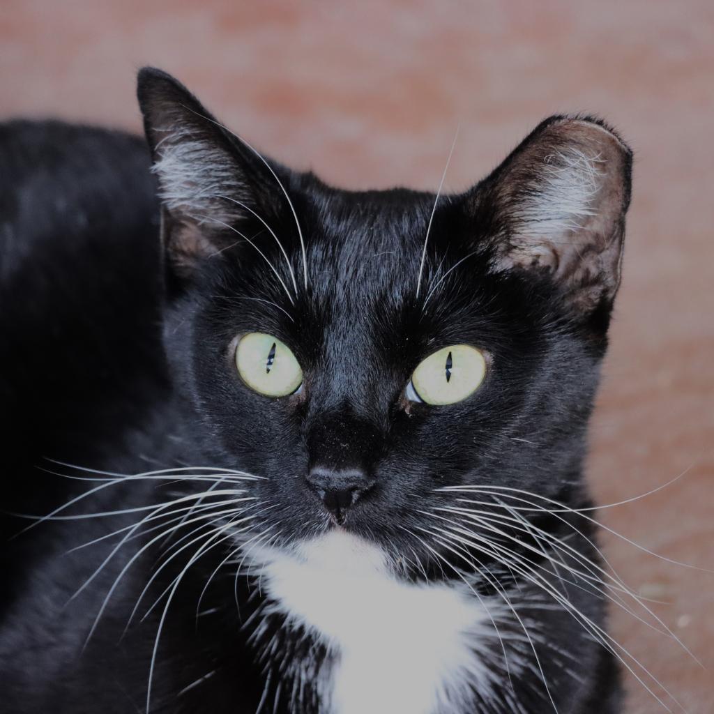Enlarge Jordayne, a Adoptable Domestic Short Hair in Tucson, AZ image 4/5