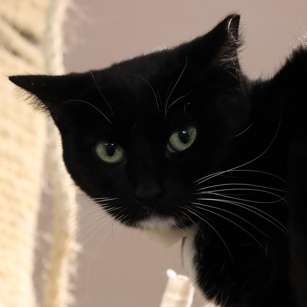 Enlarge Jordayne, a Adoptable Domestic Short Hair in Tucson, AZ image 5/5