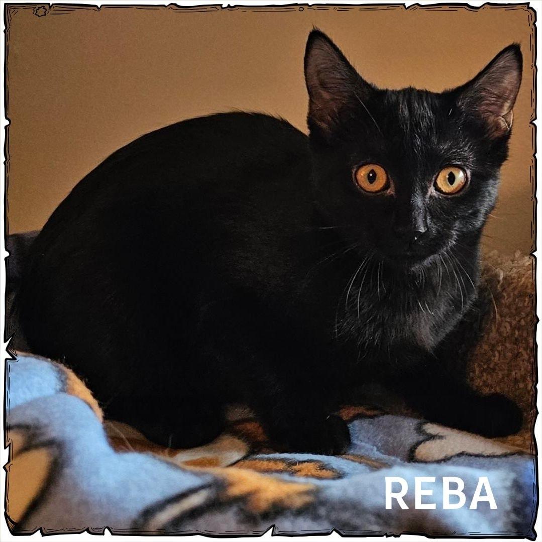 Enlarge Reba, an adopted Domestic Short Hair in Whiting, IN image 1/1