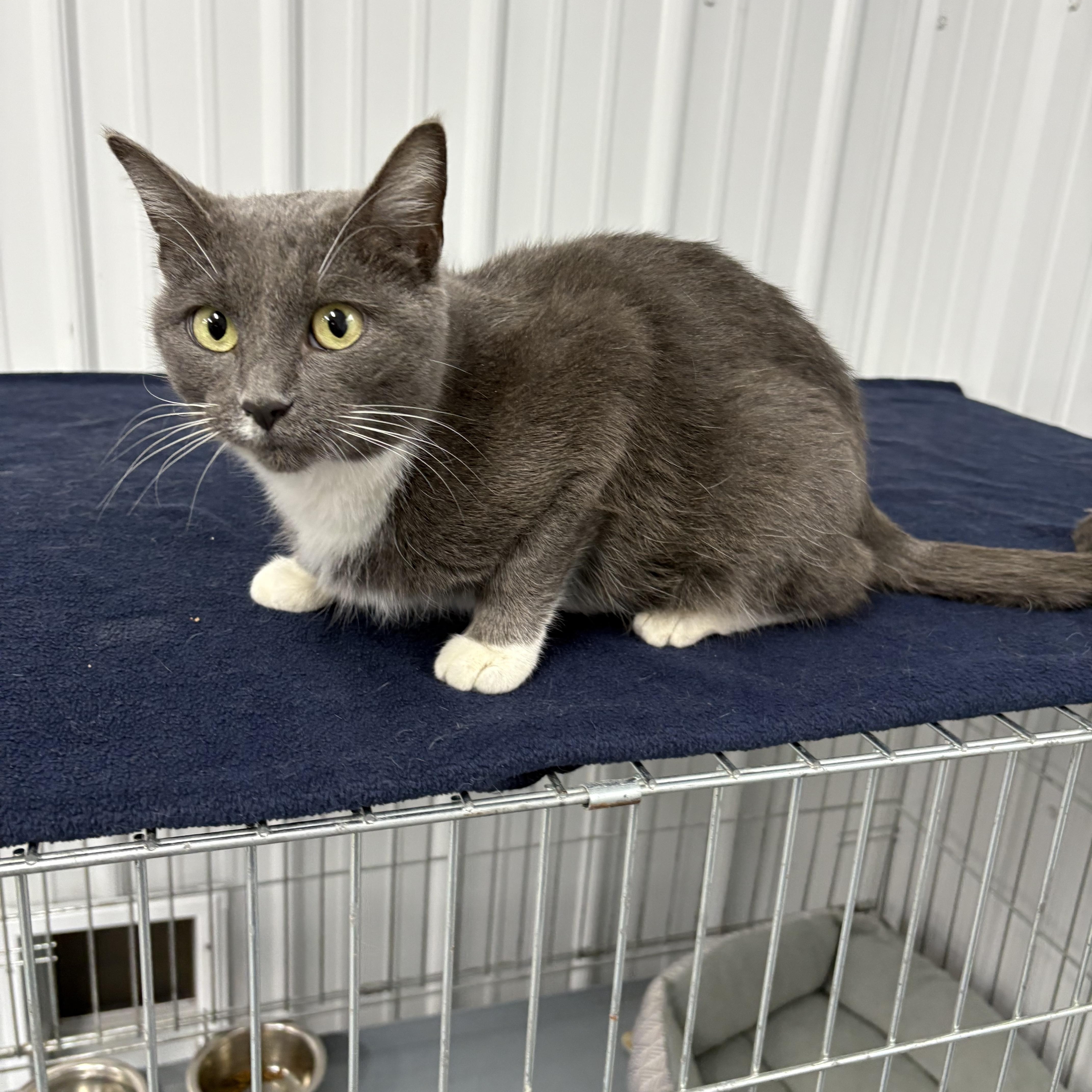 Mouse, ADOPTABLE, Adult Female American Shorthair.