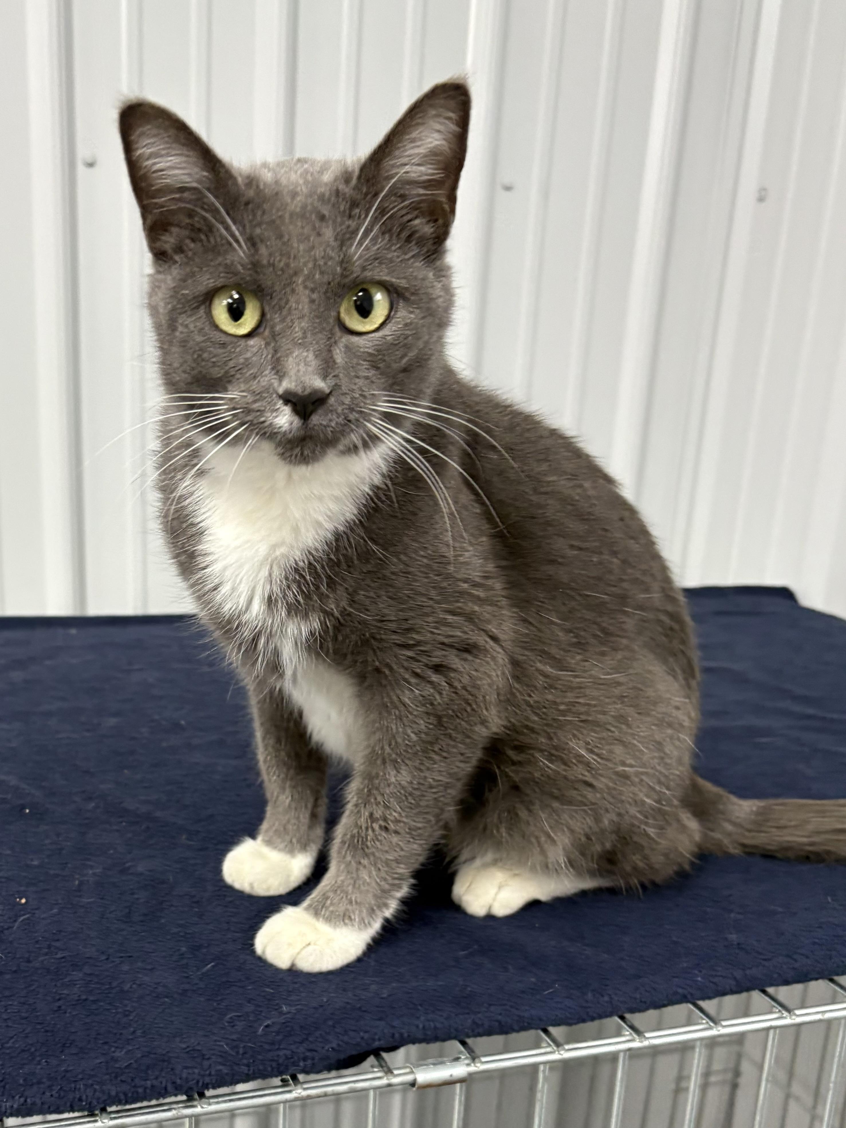 Mouse, a ADOPTABLE American Shorthair in Big Rapids, MI image 2/2