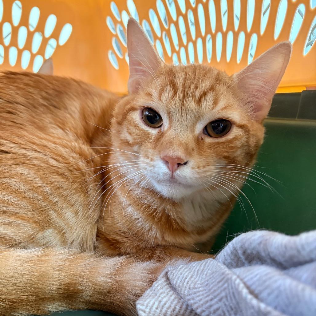 Enlarge Stevia, a Adoptable Domestic Short Hair in East Smithfield , PA image 2/2