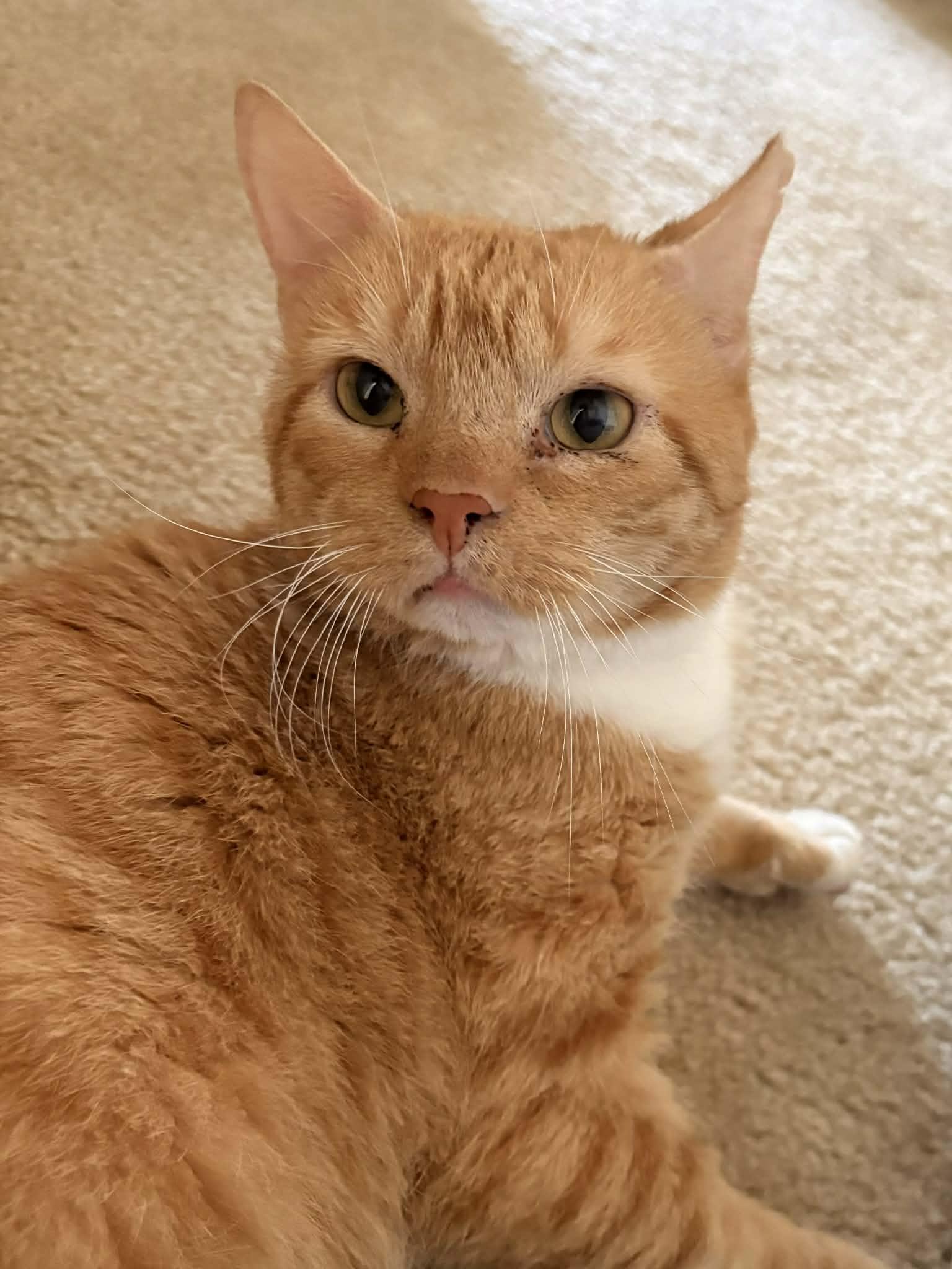 Biscuit (foster cat)