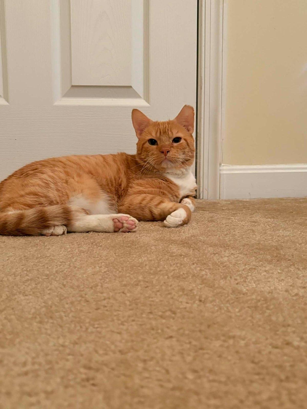 Biscuit (foster cat) — thumbnail 2