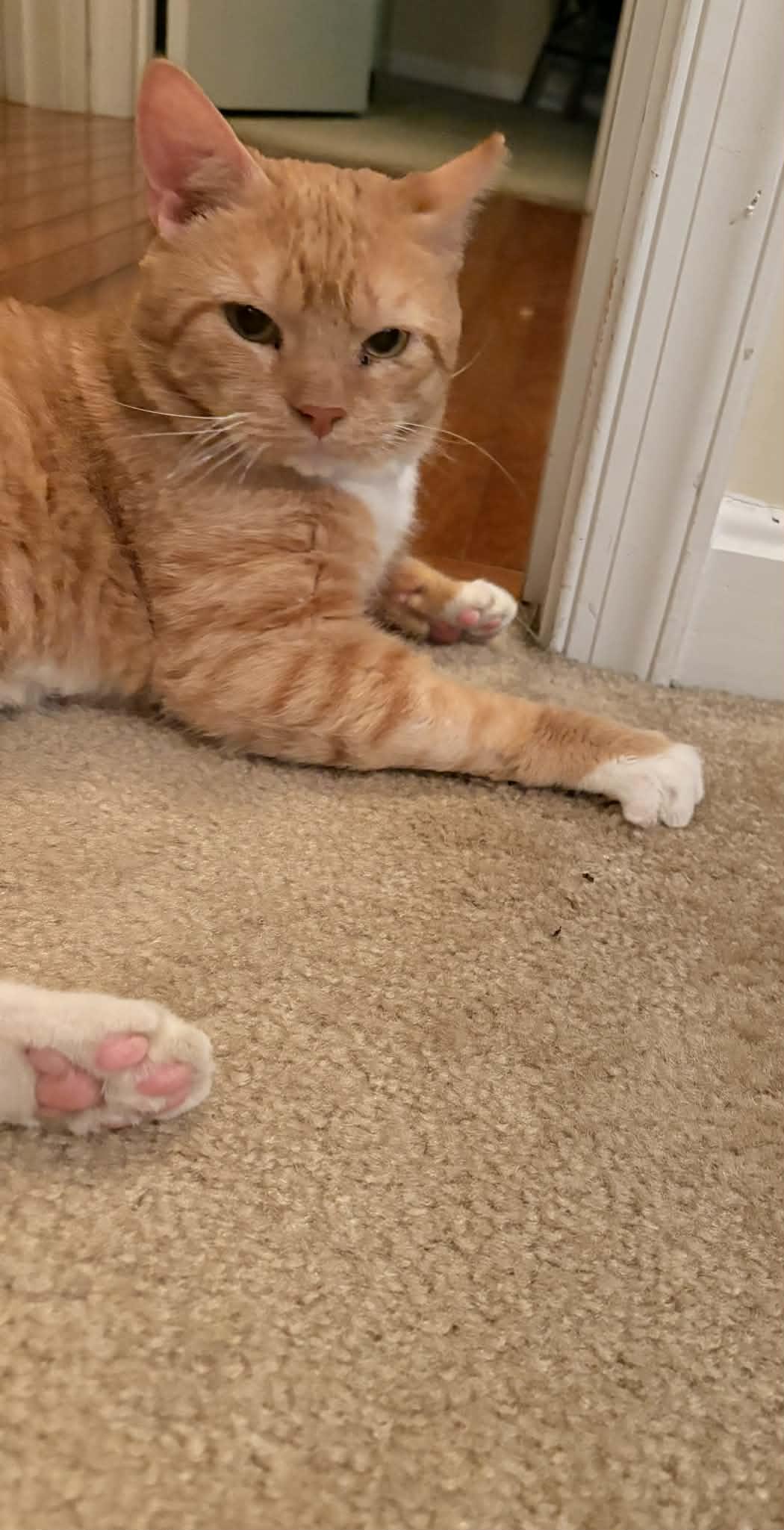 Biscuit (foster cat) — thumbnail 3