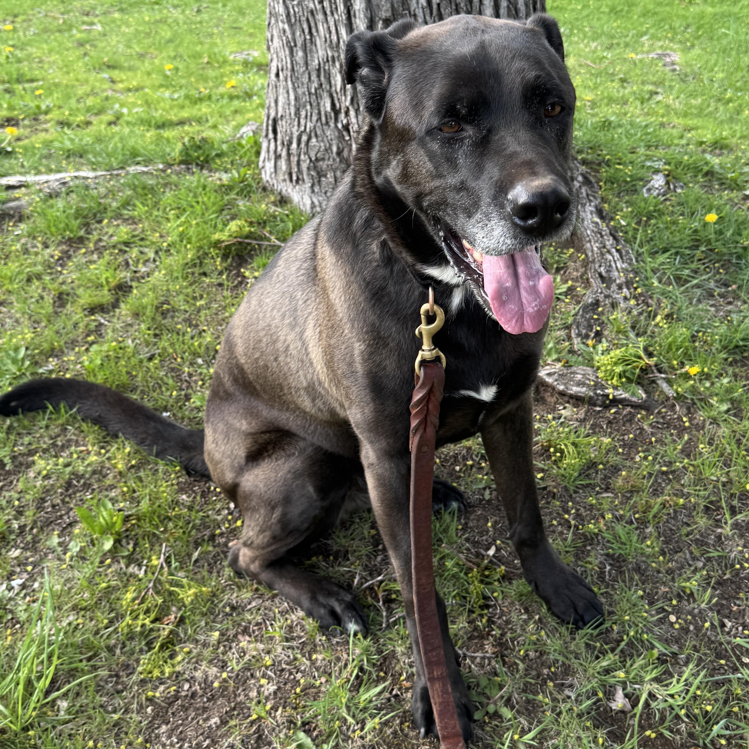 Meet ROCKY - Friendly, fixed, housebroken dog in need of a new home - COURTESY POSTING
