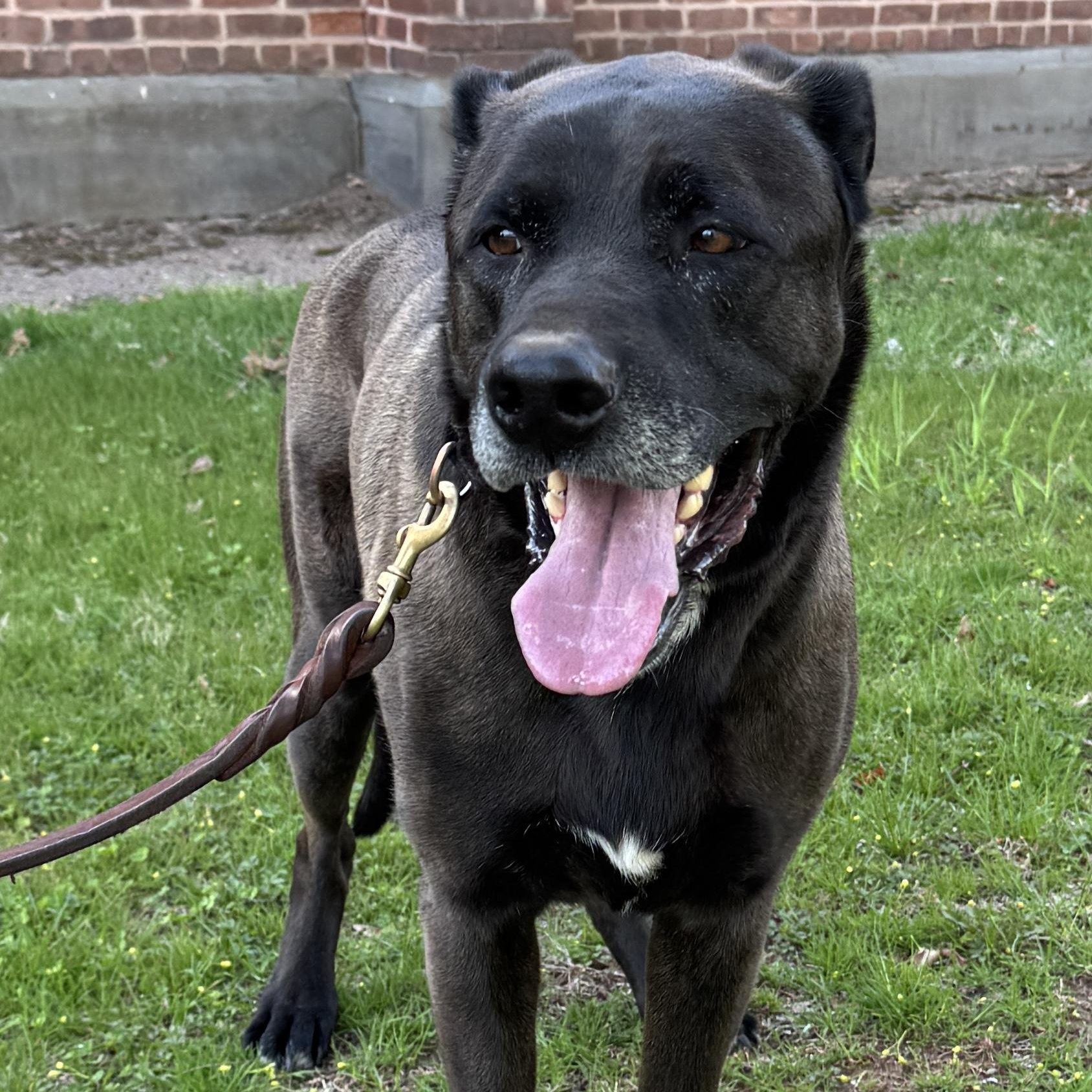 Meet ROCKY - Friendly, fixed, housebroken dog in need of a new home - COURTESY POSTING