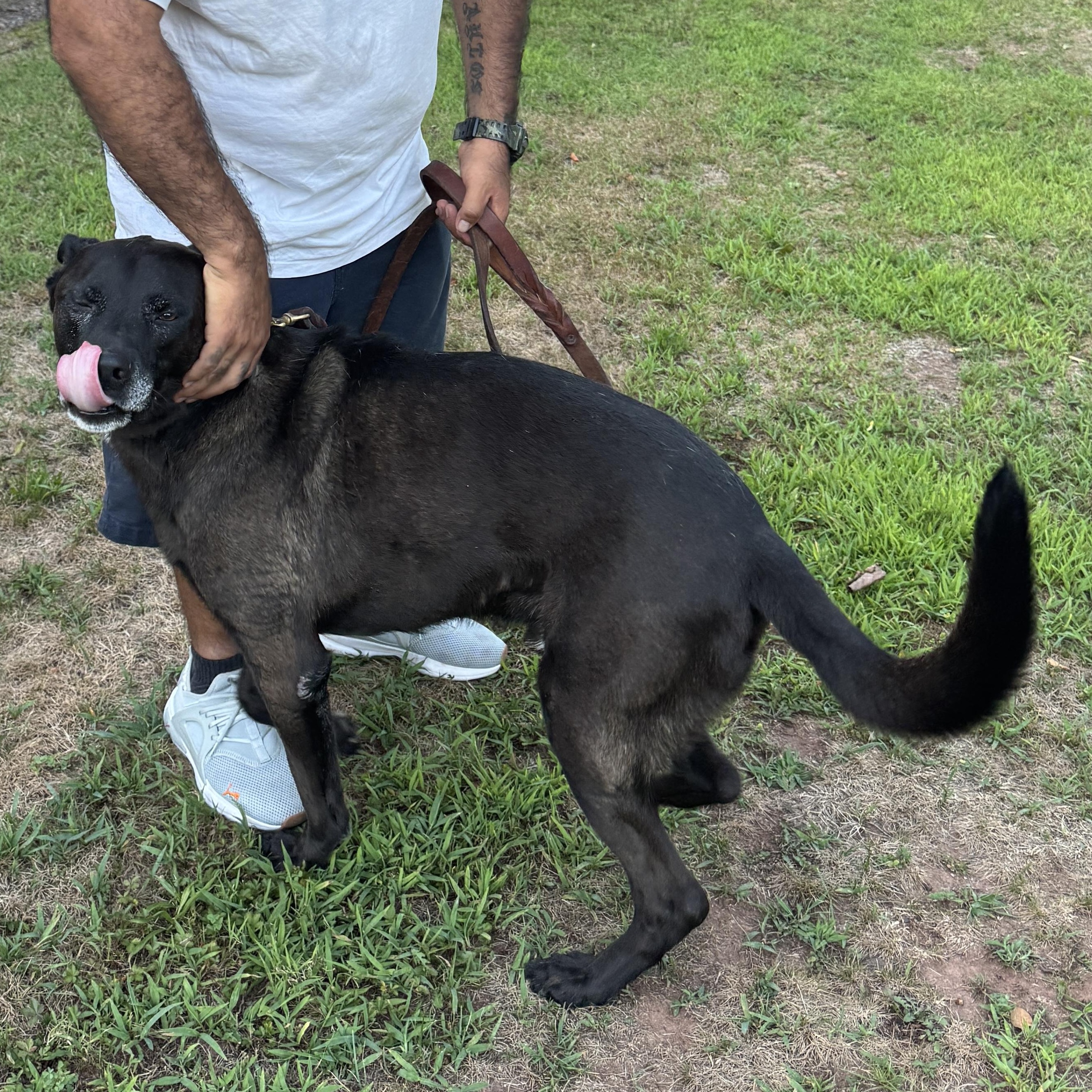 Enlarge Meet ROCKY - Friendly, fixed, housebroken dog in need of a new home - COURTESY POSTING, a Adoptable Labrador Retriever in Clifton, NJ image 3/6