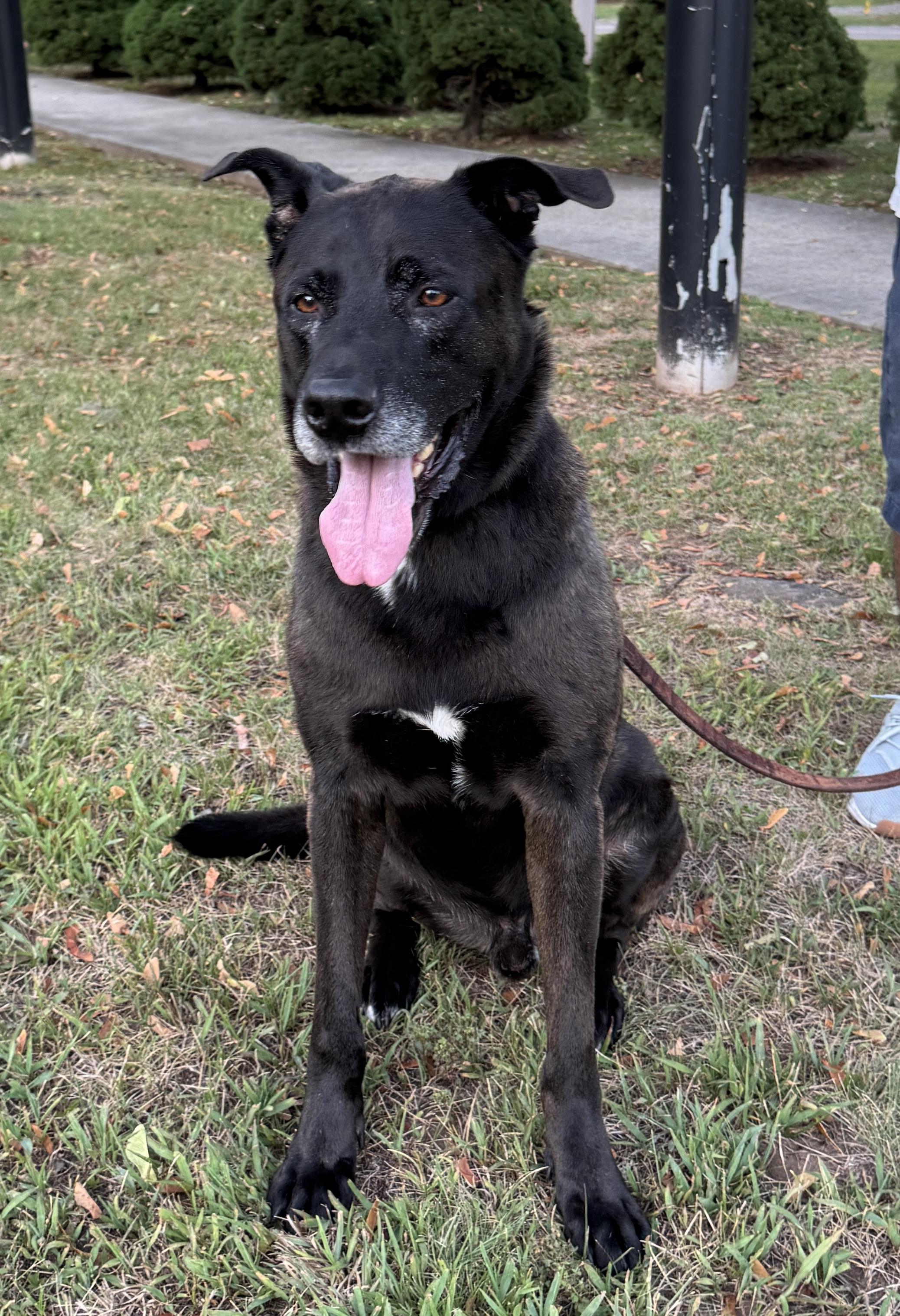 Meet ROCKY - Friendly, fixed, housebroken dog in need of a new home - COURTESY POSTING