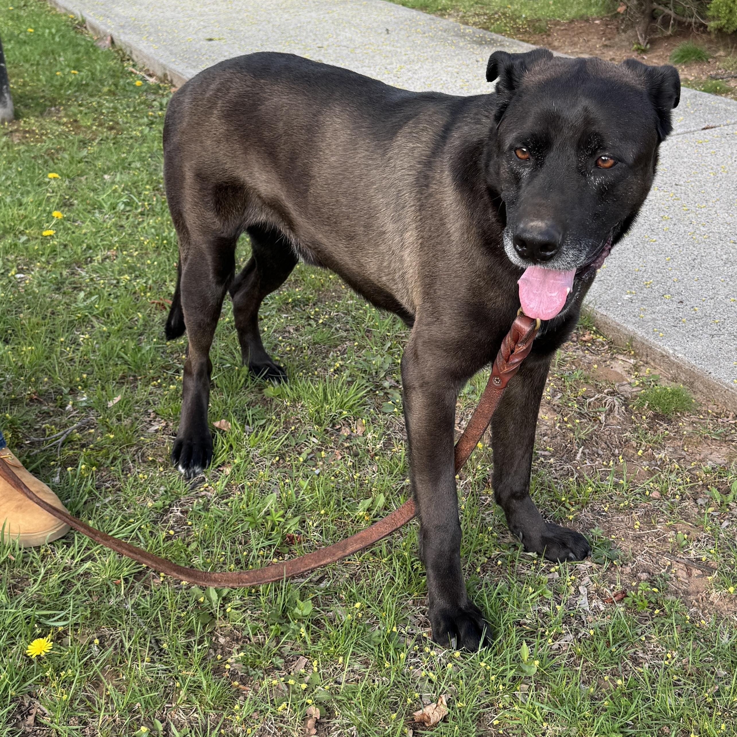 Meet ROCKY - Friendly, fixed, housebroken dog in need of a new home - COURTESY POSTING