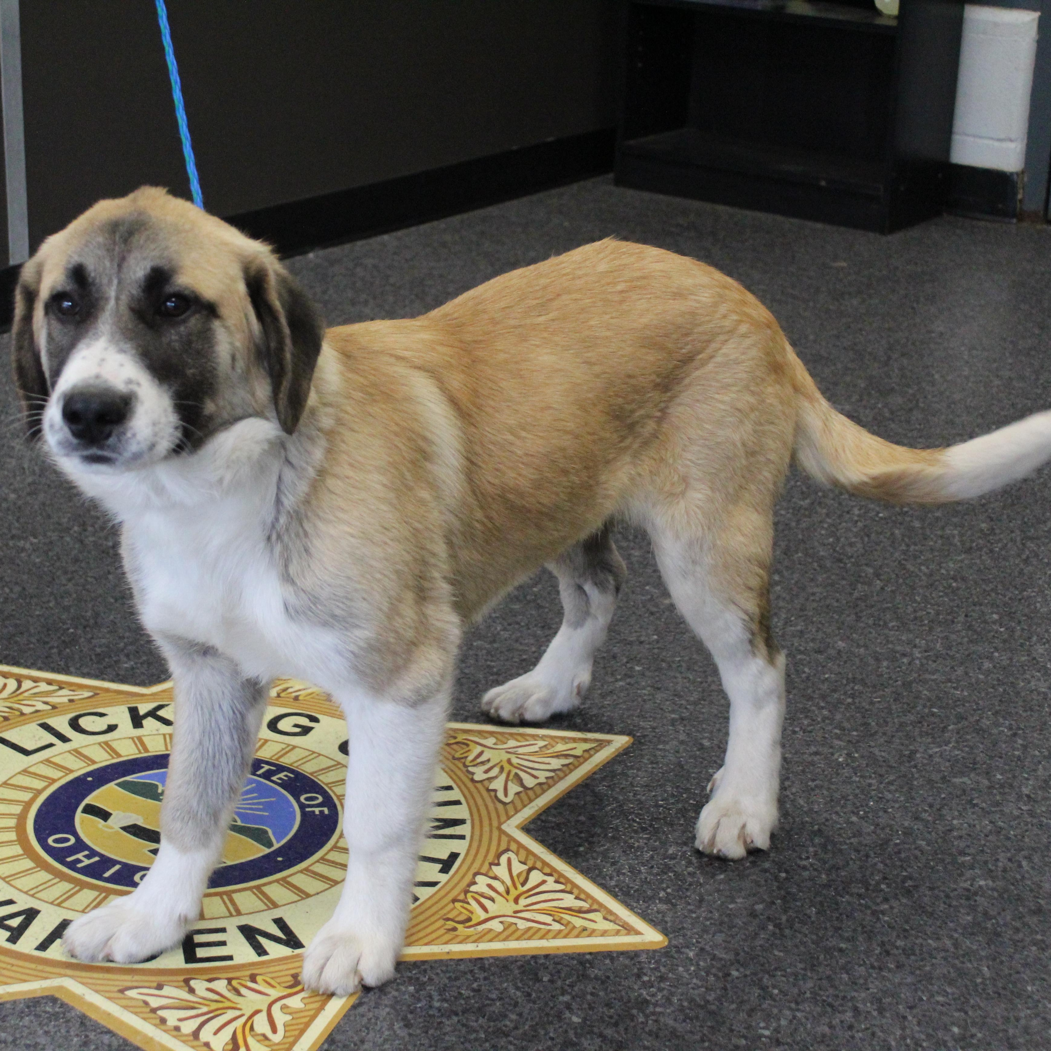 Enlarge Peanut Butter (11596), an adopted mixed breed in Heath, OH image 1/2