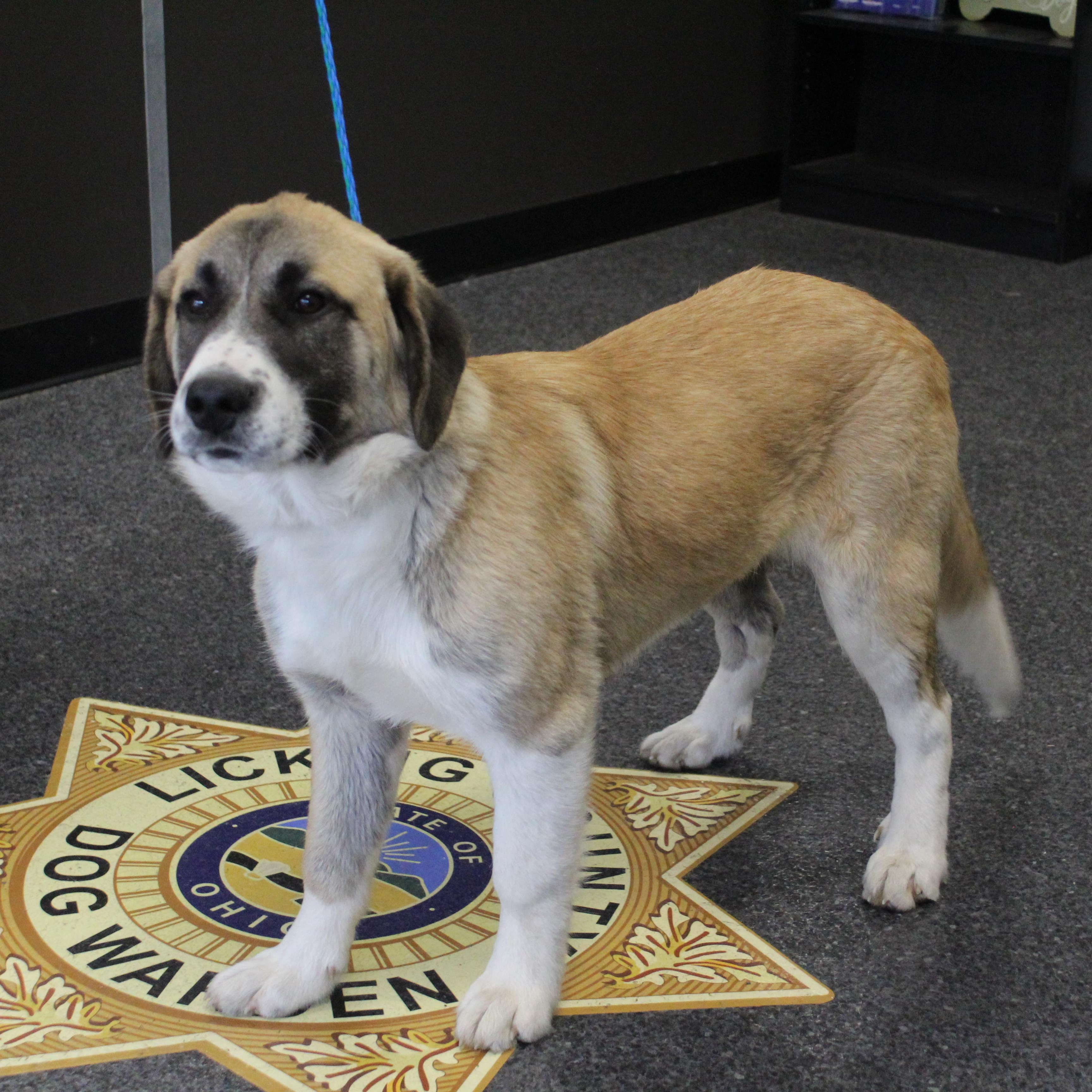 Enlarge Peanut Butter (11596), an adopted mixed breed in Heath, OH image 2/2