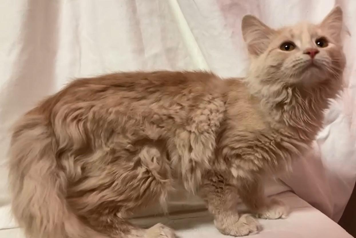 Cindy, adopted, Young Female Domestic Medium Hair.