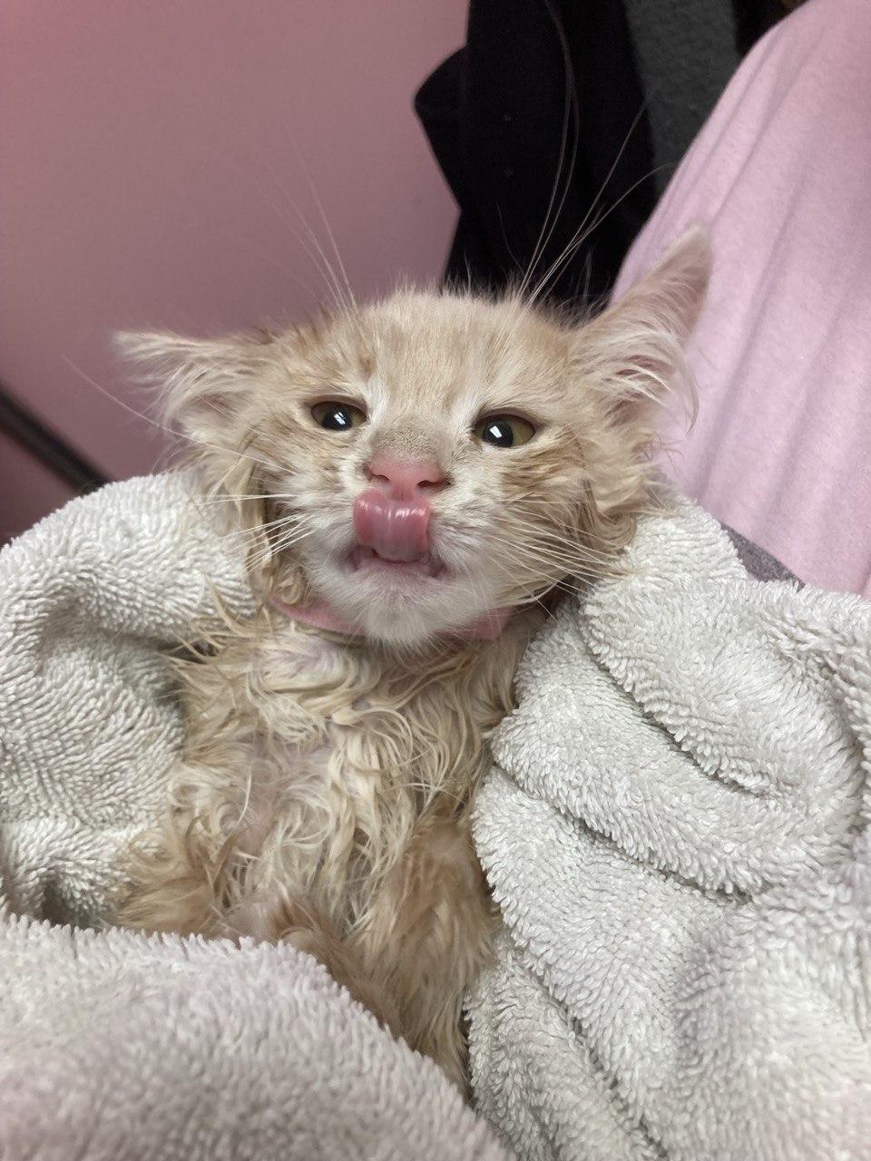 Enlarge Cindy, an adopted Domestic Medium Hair in Cincinnati, OH image 2/3